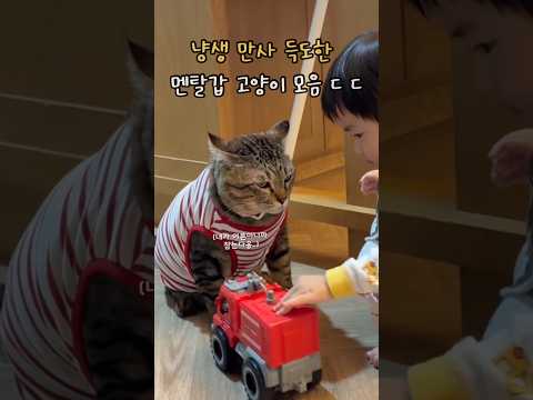 냥생 만사 득도한 맨탈갑 고양이 모음 ㄷ ㄷ ㄷ