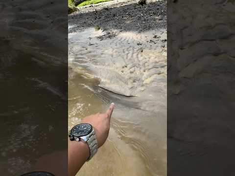 So Crazy.,😱‼️Finding pure gold in inland rivers carried by flash waters. #golddiscovery #goldrush