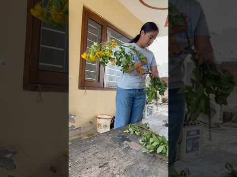 Etna sundar *Yellow flowering plant* Wo bhi roadside de🪴🌿🥳✌️ #shorts #short #ytshorts #gardening