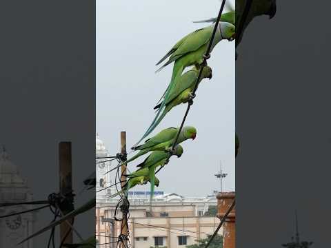 തത്തകളുടെ ചായക്കട! 🦜✨ Bird Man of Chennai - Parrot Sudarson