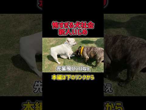 犬社会って新人に厳しすぎないかwww #犬社会 #フレンチブルドッグ #子犬デビュー #先輩犬 #犬の世界 #わんこドラマ #フレブルの日常 #犬の上下関係 #子犬奮闘記 #笑える犬動画
