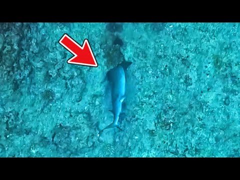 うわぁぁああああ。俺の魚がサメに横取りされたぁぁああああああああ