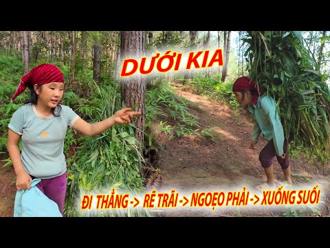 Lạ đời người mù chỉ đường giữa rừng sâu chuẩn từng xăng ti mét.