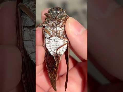 セミを素手で捕まえることができるかな？