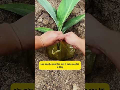 Cách trồng chuối mùa hè