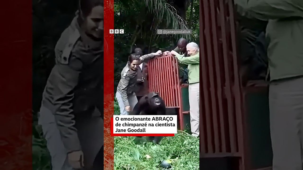 O emociante momento em que chimpanzé abraça cientista Jane Goodall 🫂🦧🔍