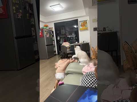 跟奶酪打架,奶酪完胜😂😂 #funny #funnyvideos #cat #宠物 #萌宠