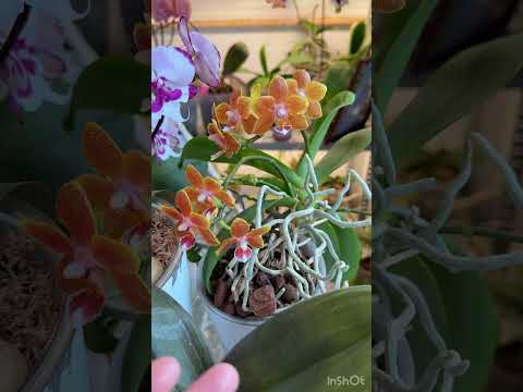Орхидея Мультифлора что это такое ?