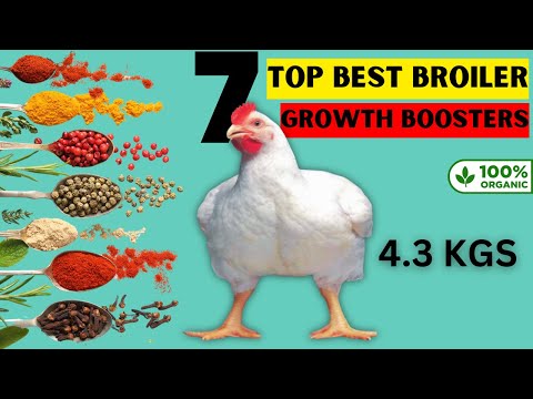 7 TOP NATURAL GROWTH BOOSTERS FOR BROILER CHCKENS