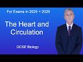 Heart Function and Circulatory Systems