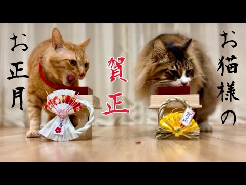 猫神様のお正月🎍✨元野良猫まるとら&ぽこまる