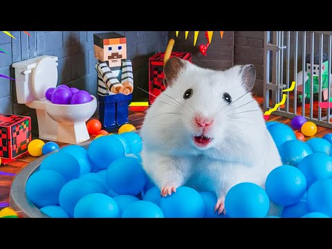 🐹 Adorable Hamster Escapes the Prison Maze - Hamster Story