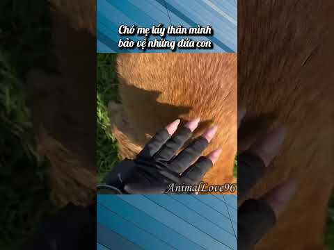 Chó mẹ lấy thân mình bảo vệ những đứa con