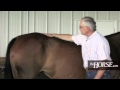 Horse Body Condition Scoring