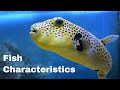 Understanding Fish: Characteristics and Adaptations