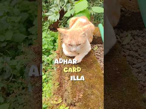 എന്ത് സുഖജീവിതം😻🐈#catvideos #catlovers #catmemes #subscribenow #trendingshorts #life