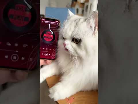 The cat's reaction when I sing#foryou #funny #cat