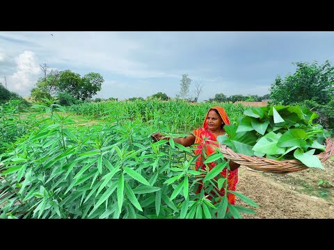 इस अनोखे पत्ते की स्वादिष्ट पौष्टिक सब्जी नहीं खाई होंगी | सनई नारी के पत्ते की सब्जी | Hari Sabji