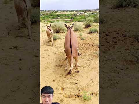 Wait for last scene #shortvideo #trending #animals #wildlife #horse #equestrian #donkey #goat