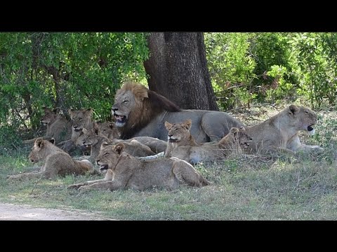 Lion pride great safari sighting in the open area on the S119 Kruger National Park