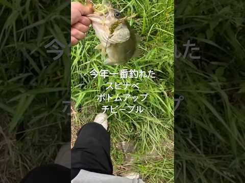 みなさんの 今年一番釣れたスピナベはなに? #bassfishing #チビーブル #ボトムアップ