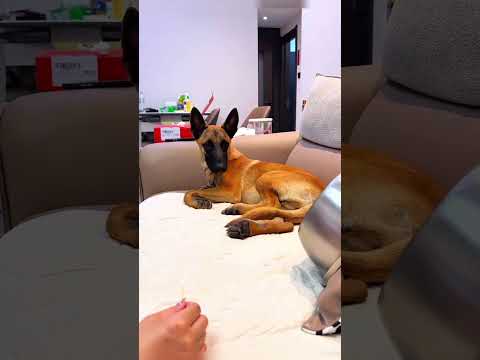 when your dog doesn't like his feet to be touched