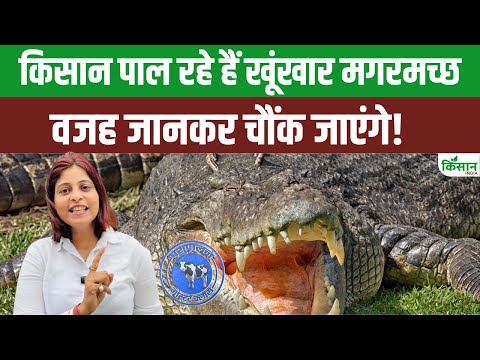 इस जगह पर किसान पाल रहे खूंखार मगरमच्छ, कमाई जानकर होश उड़ जाएंगे!!। Crocodile Farming