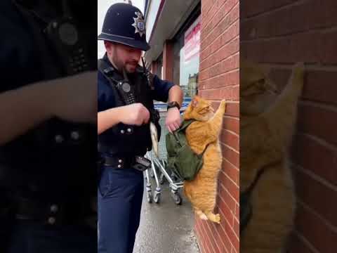 What’s Inside the Cat’s Backpack? Police Inspection Gone Funny! #viralshorts #cattok #funnycat