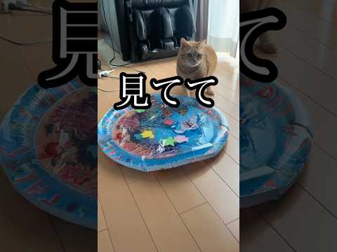 猫の動画サムネイル - 見てて ねこ 魚釣り cat アメショ うめ