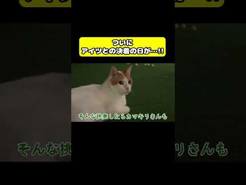 決着の日　#猫 #おもしろ #アテレコ #ニャンチューバーつくし