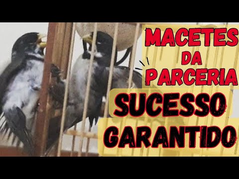 SEGREDO DA PARCERIA A MEXIDA DO SUCESSO COLEIRO PAPACAPIM