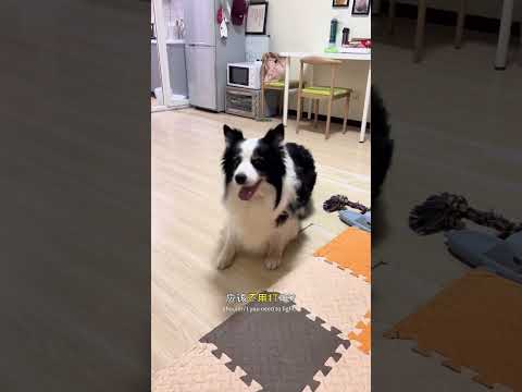 蛋:真后悔能听懂人话啊 #边牧 #家有狗精 #狗都成精了 #养狗的乐趣