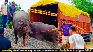 Unloading of Buffaloes of Haryana in Uttar Pradesh/उत्तर प्रदेश में हरियाणा से आई दूधारू भैंसे देखें