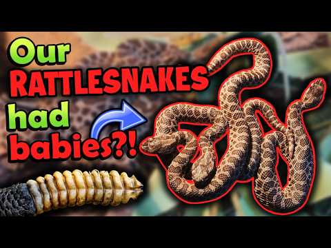 Our Rattlesnake had BABIES?!