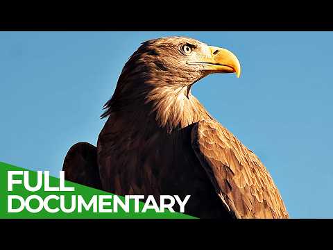 Wings of Freedom: The Last Wild Sea Eagle | Free Documentary Nature