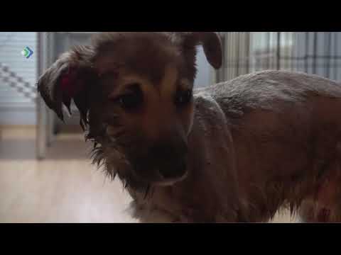 В посёлке Нижний Одес живодёры облили клеем щенка и оставили в лесу в коробке.