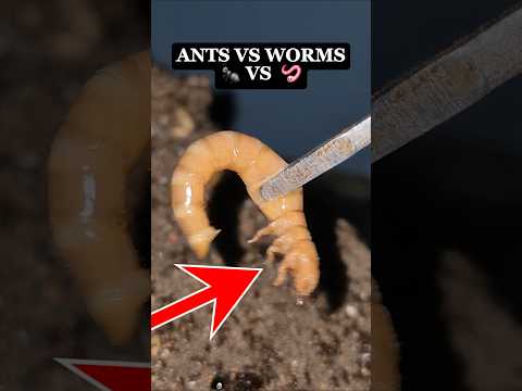 Carebara Diversa #insects #fourmis #ants #antkeeping #animals #antfarm #nature #carebaradiversa