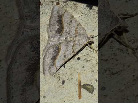 A Dark-bordered Granite (Digrammia neptaria) found out at night