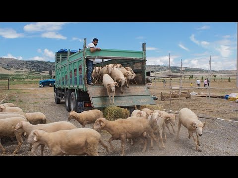 KURBANLIK KOYUN NAKLİYESİ 2022 #3