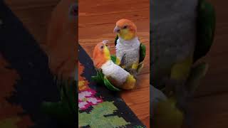 Parrot Showdown 🤼‍♀️