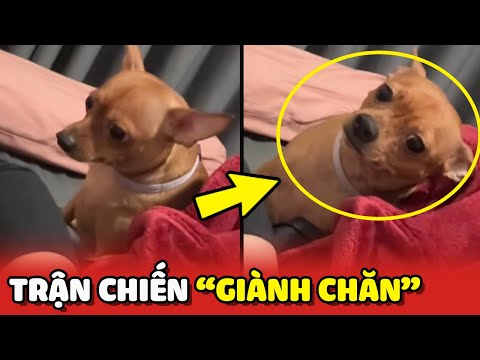 Trận chiến giành chăn giữa em chó Be và chị chủ 😂