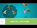 Food Webs and Energy Flow Concepts