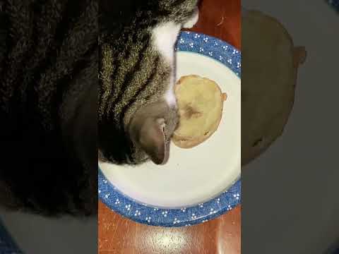 Breaking News!!! Two Feline Wanted For Stealing A Leftover Potato😹 #rescuecats #catvideosforyou