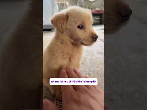 Thấy dị chứ chưa chắc đã là zị đâu #pets #cutedog #nuoicho #cúncondễthương #chó