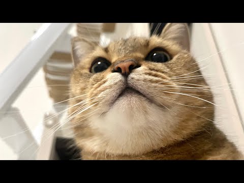 猫のアゴが白い理由とその特徴について詳しく紹介します サムネイル