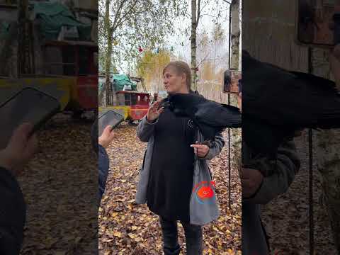 Говорящий ворон на зоостудии «Ковчег» в Кашире