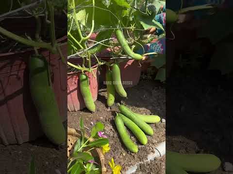 Thu hoạch Dưa leo - Rạng Đông seeds#hatgiongrangdong #rangdongseeds