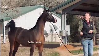 Arabian Horses colt for sale خيل عربي اصيل للبيع خيول عربيه للبيع حصان عربي للبيع