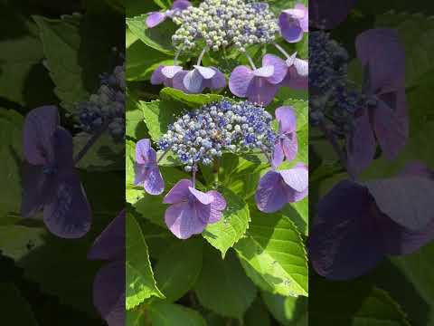 See Kobe U - 紫陽花の家 / Hydrangea House
