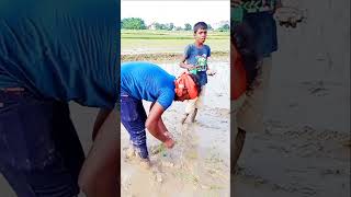 #shortvideo  ए राजा कहियो जहर खाके मर jaib🌾🌾dhan ke ropni #bhojpuri #song #love #vlogging #viralvide